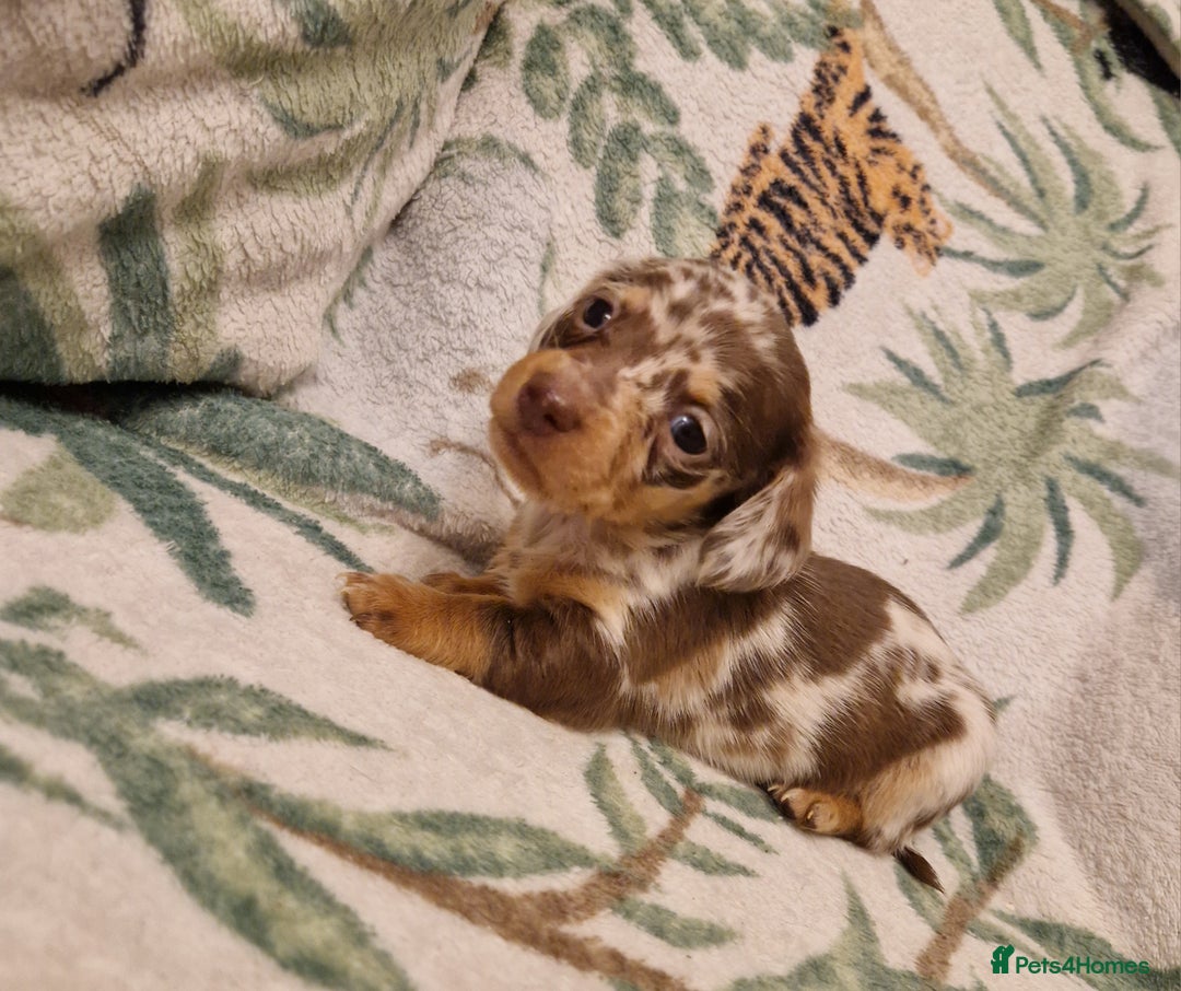 Miniature Dachshund dogs for sale: ⭐️🌈Beautiful miniature dachshunds🌈⭐️ - Advert 13