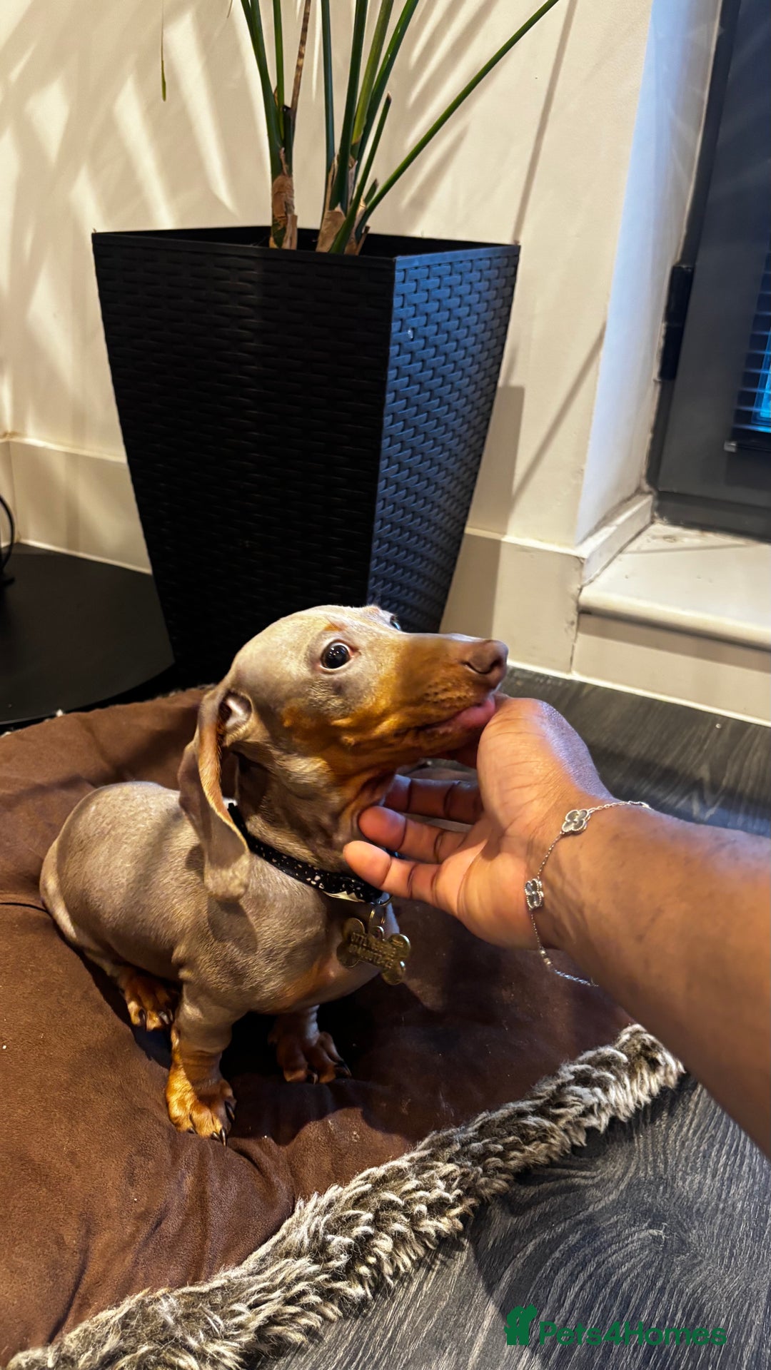 Dachshund dogs for sale: Tan boy Dachshund - Image 3