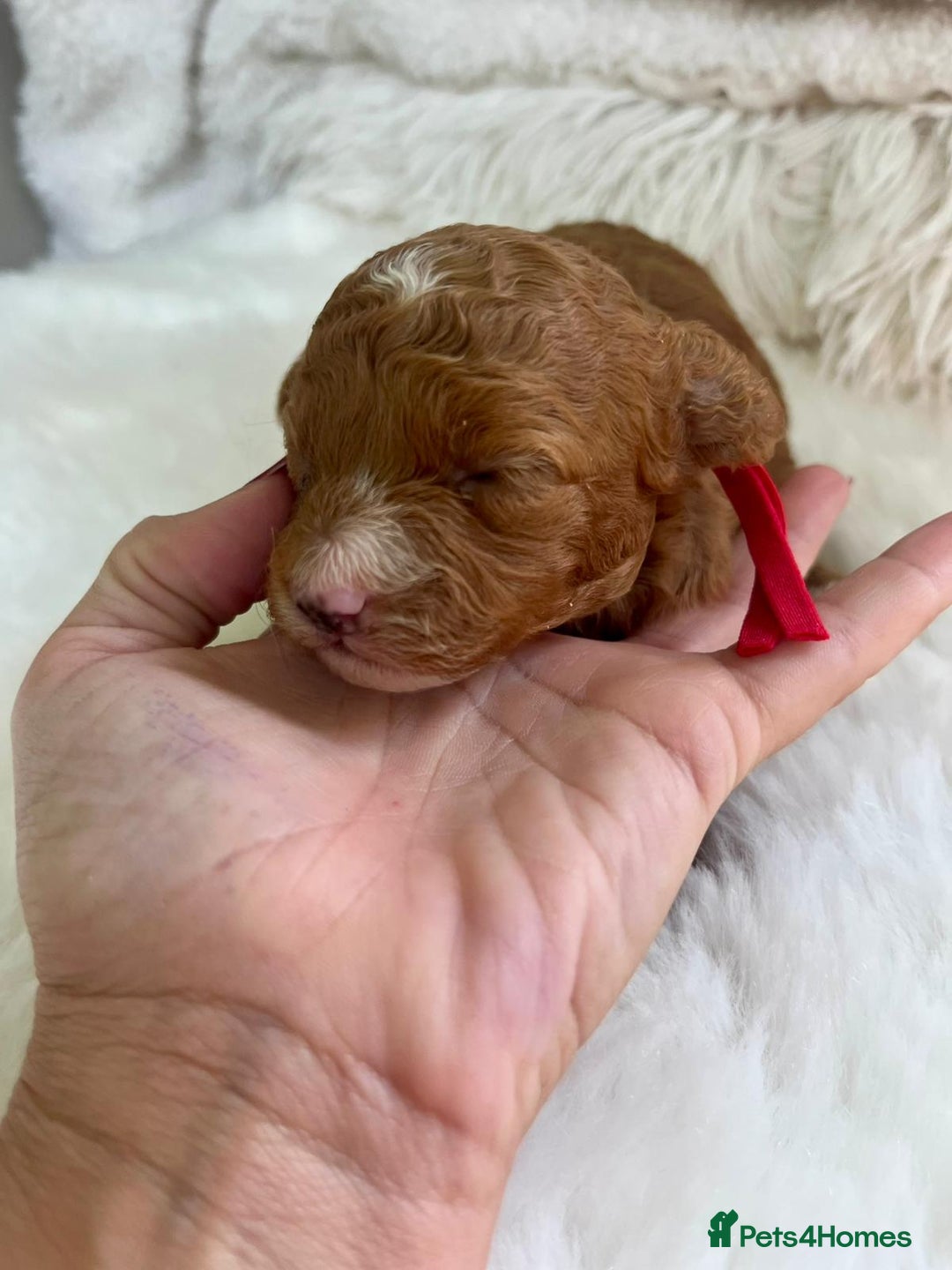 Cavapoo dogs for sale: Top Quality extensively tested F1b Toy cavapoo’s  - Image 15