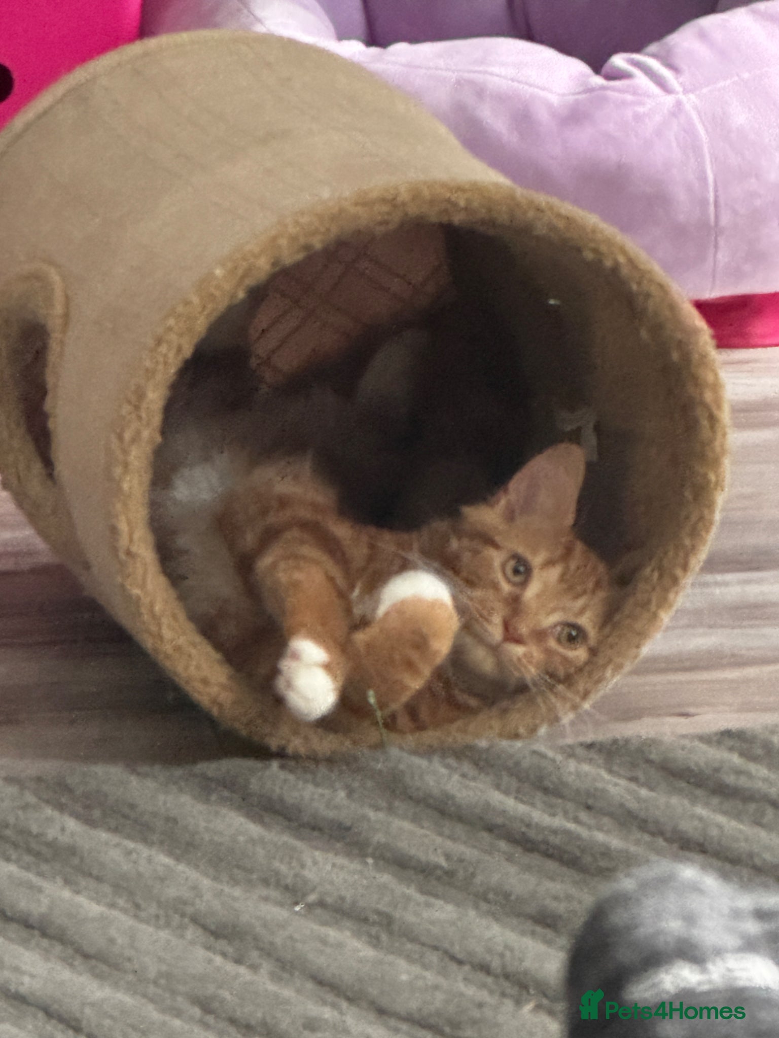 Mixed Breed cats 8 month old ginger male  - Advert 3