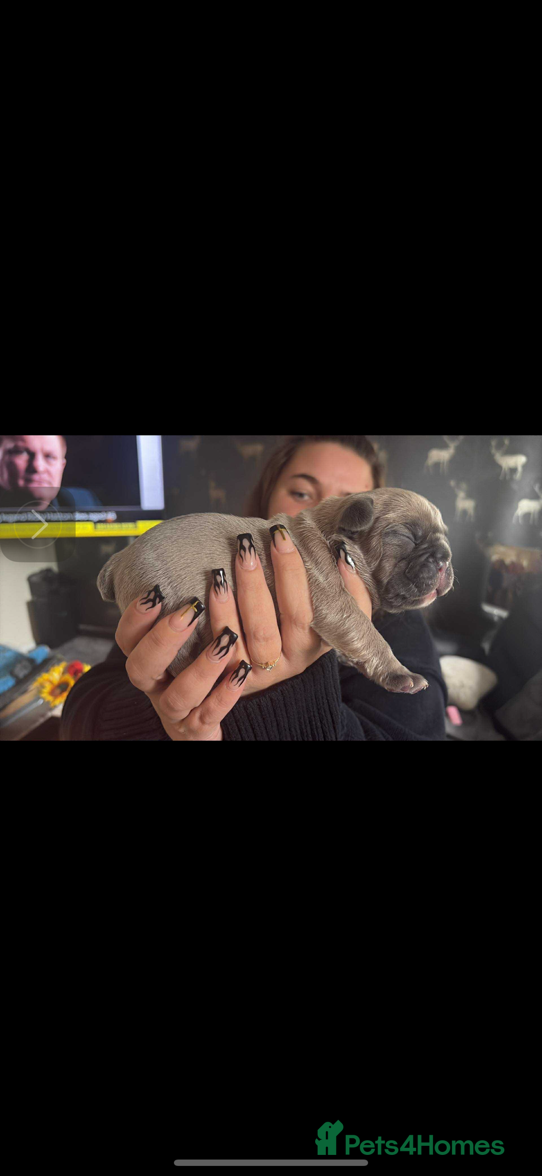 French Bulldog dogs for sale: Girl Frenchie  - Image 2
