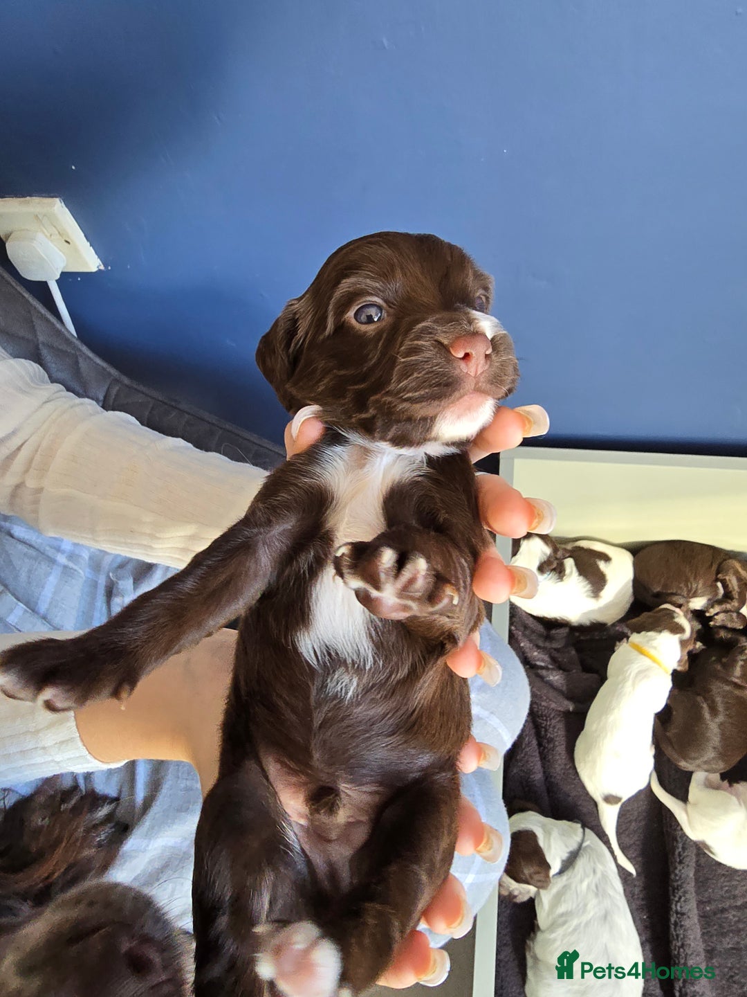 Cocker Spaniel dogs for sale: Cocker spaniel puppies  - Image 16