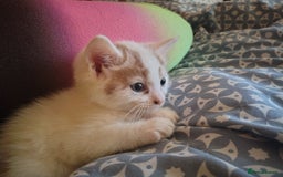 American Shorthair cats for sale: 2 boys for sale  - Image 6