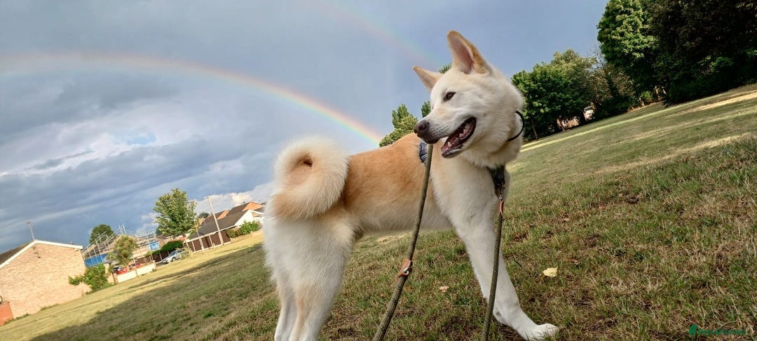 Mixed Breed dogs for sale: Japanese Akita x Puppies Ready for Loving Homes - Image 40