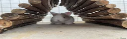 Mixed Breed rabbits for sale: Lion head x Holland lop babies  - Advert 19
