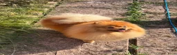 Pomeranian dogs for sale: Beautiful orange Pom girl for sale  - Advert 8