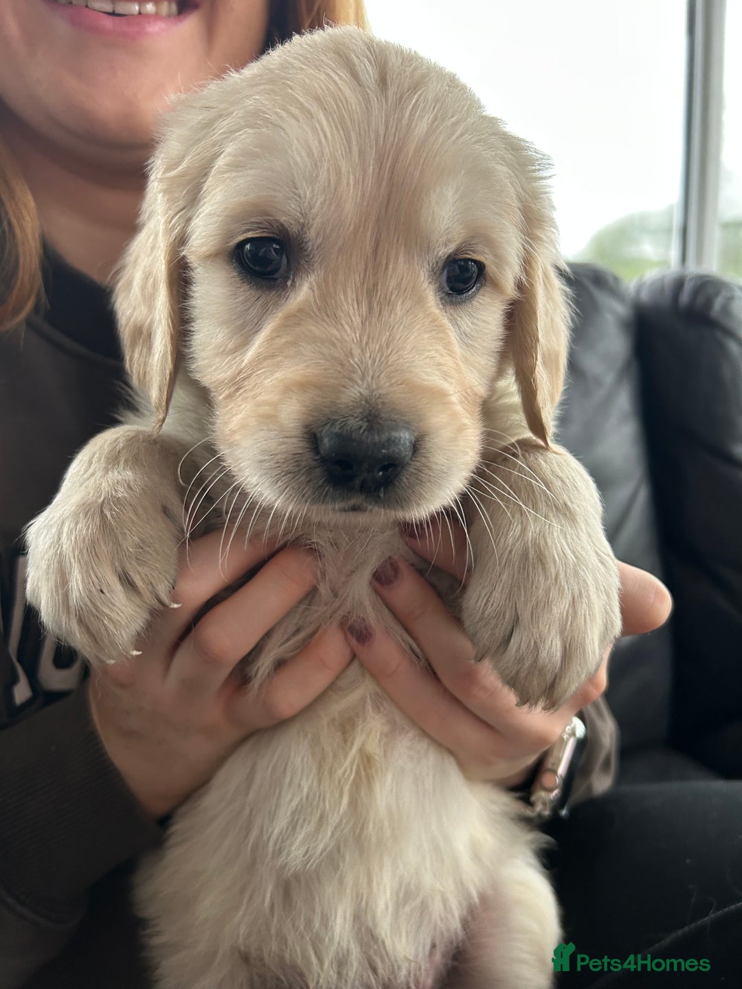 Golden Retriever dogs for sale: Beautiful Golden Retriever Puppies  - Image 18