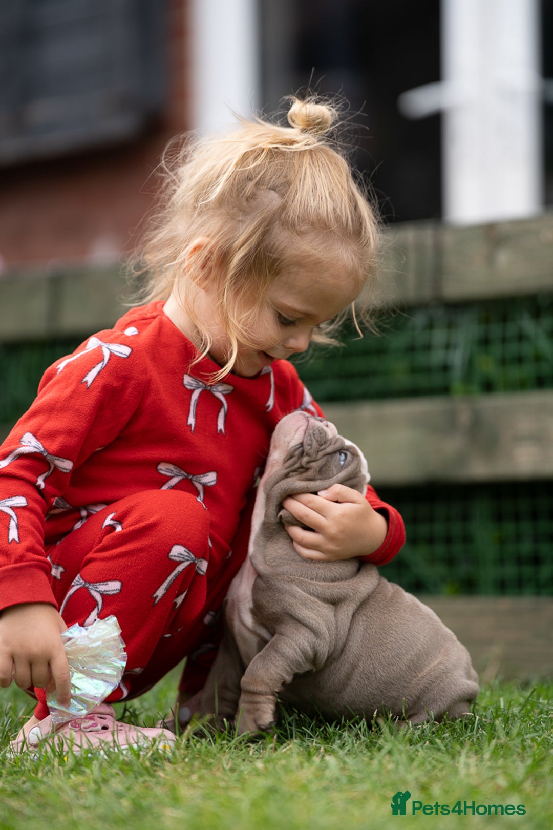 English Bulldog dogs for sale: English bulldog pups for sale  - Image 22