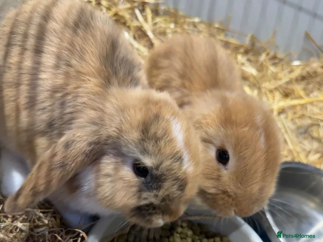 Mini Lop rabbits for sale: 2 mini lops ready to go now - Advert 3