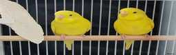 Budgerigars birds for sale: Beautiful Baby Budgies  - Advert 3