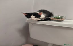 Mixed Breed cats for sale: 2 female kittens - Image 5