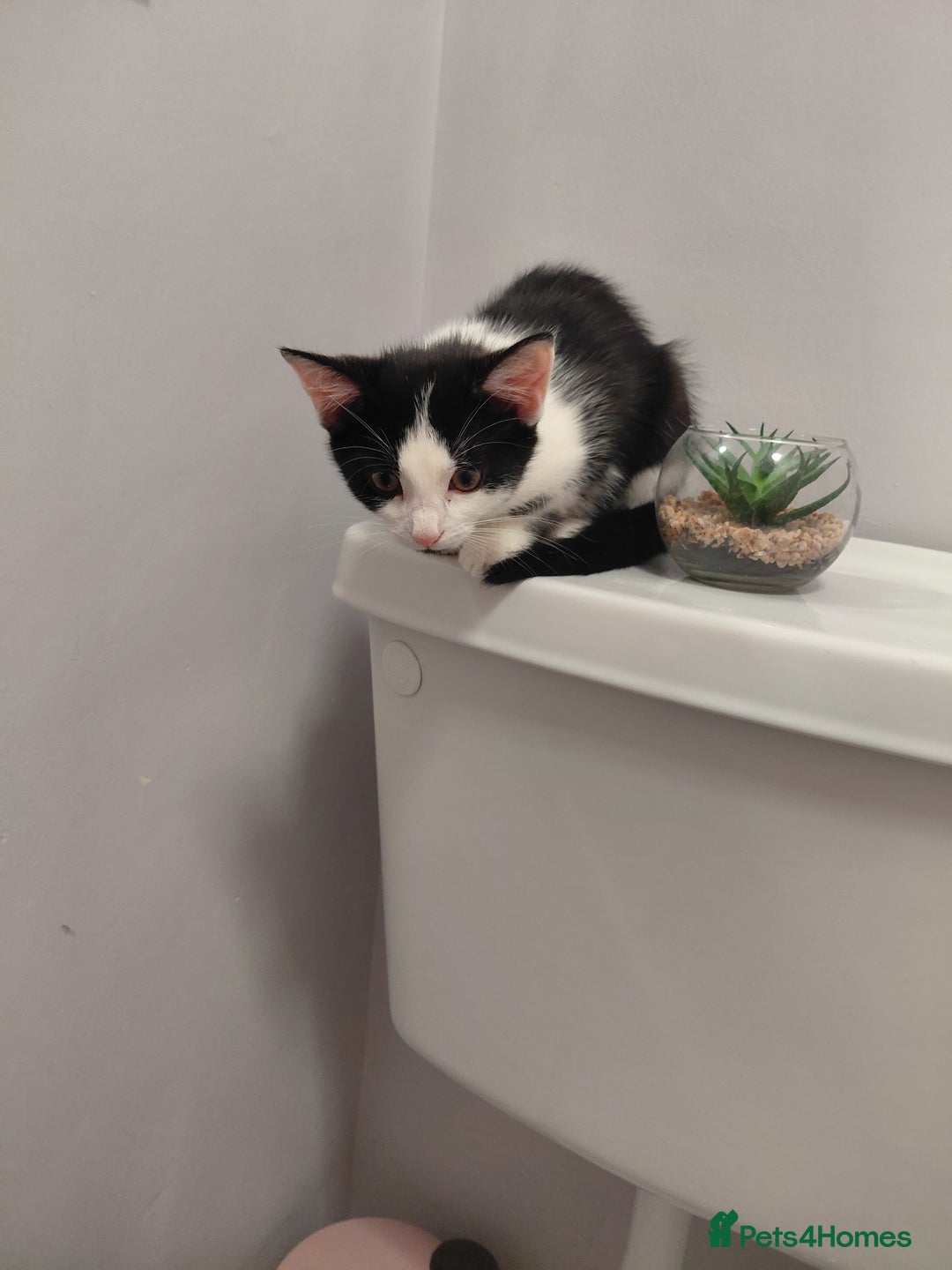 Mixed Breed cats for sale: 2 female kittens - Image 5