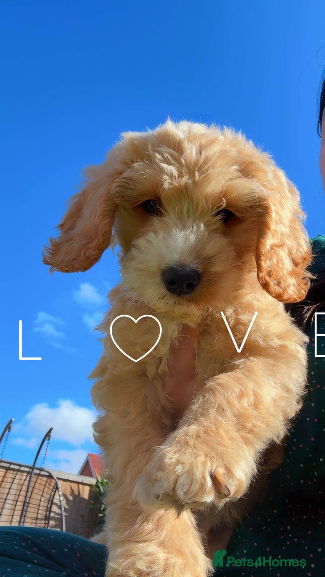 Cockapoo dogs for sale: Cuddles looking for new home - Advert 4