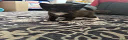 Mixed Breed cats for sale: RARE Gorgeous ScottishFold&British ShortHair  - Advert 22