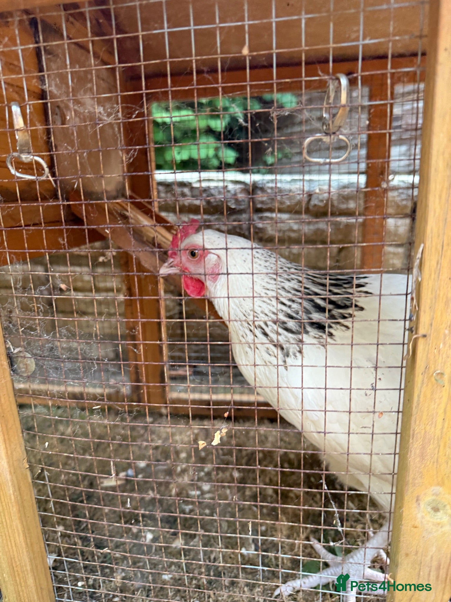 Chickens poultry White Sussex Hybrid - Advert 1