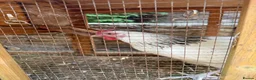 Chickens poultry for sale: White Sussex Hybrid - Advert 1