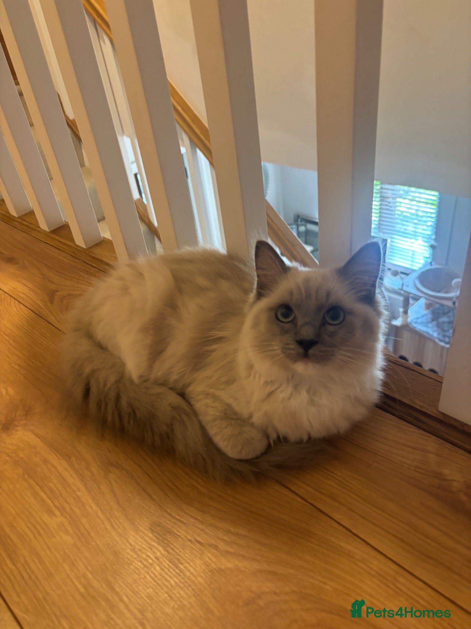 Ragdoll cats Gorgeous Blue Mink Girl Tica reg  - Advert 2