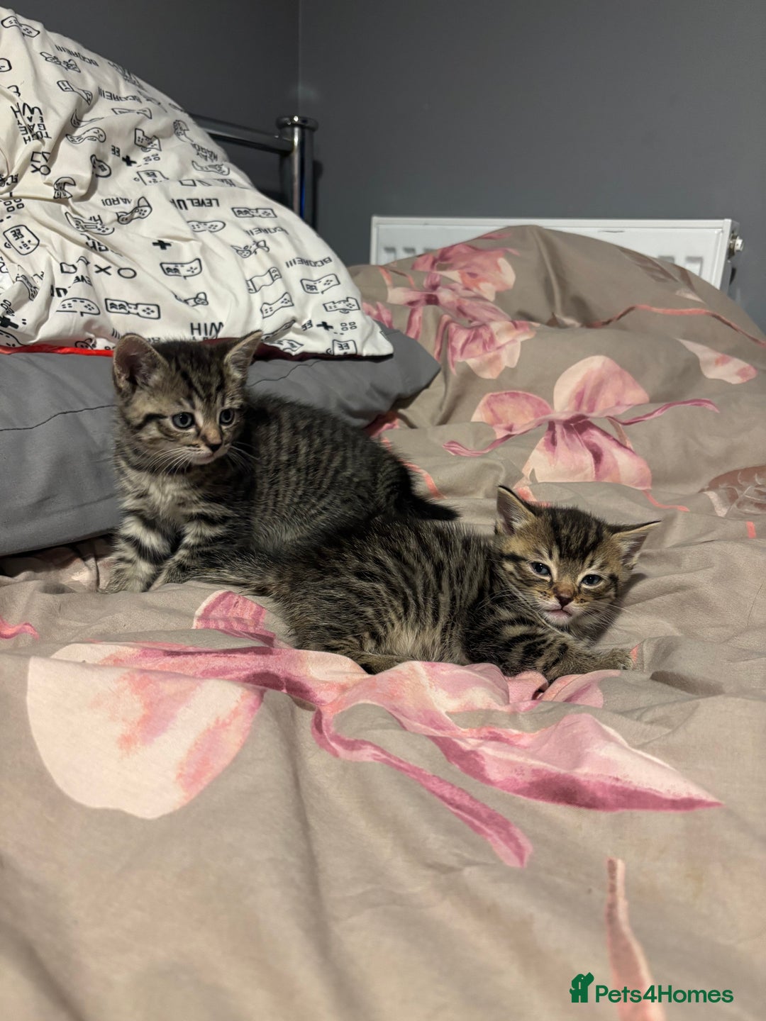 British Shorthair cats for sale: 3 tabby girls, 1 black boy - Image 5