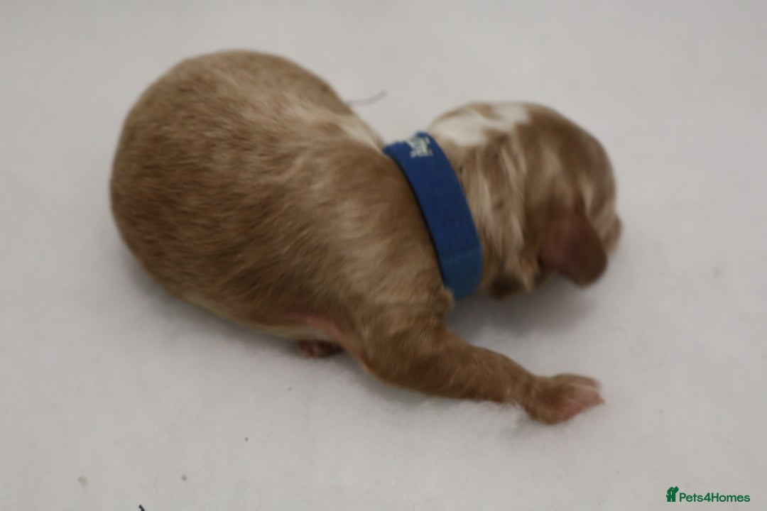 Cockapoo dogs for sale: 5 * BREEDERS, ELITE COCKAPOOS F1 PUPPIES - Advert 13