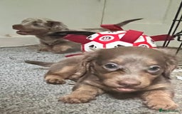 Miniature Dachshund dogs for sale: Mini longhaired Isabella/tan Dachshunds VACCINATED - Image 18