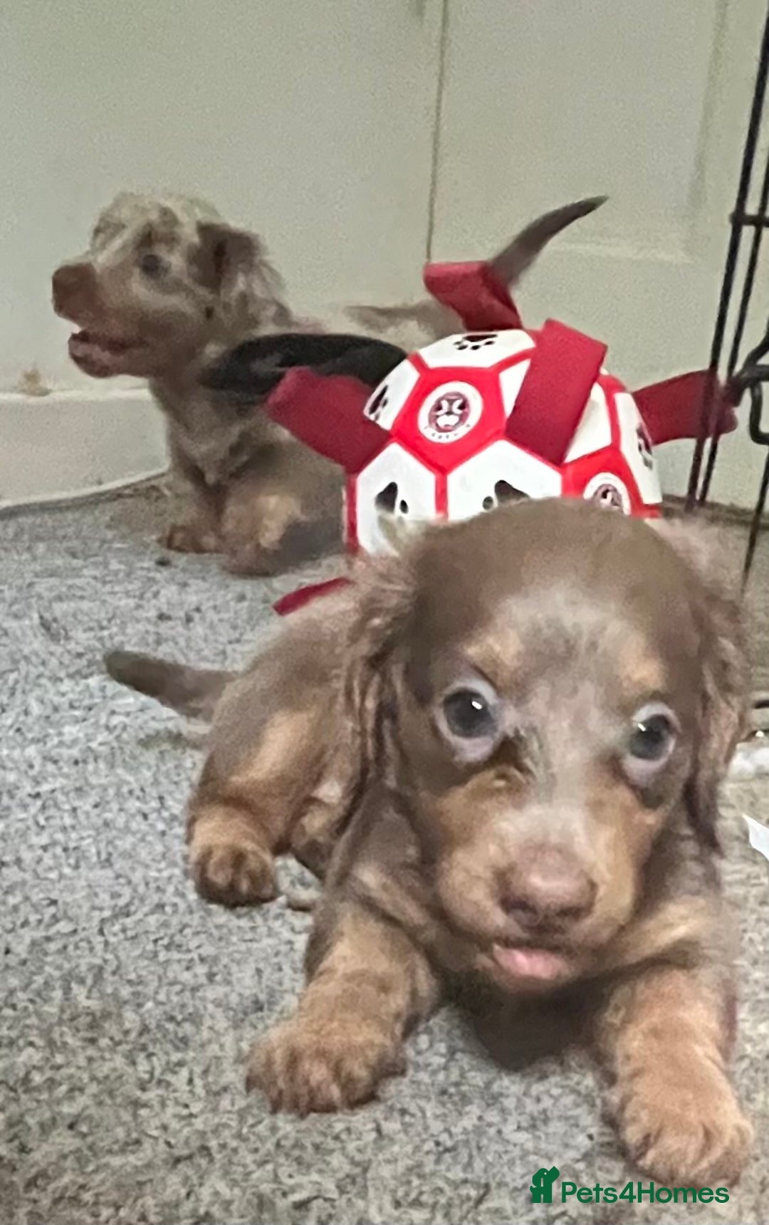 Miniature Dachshund dogs for sale: Mini longhaired Isabella/tan Dachshunds VACCINATED - Image 18