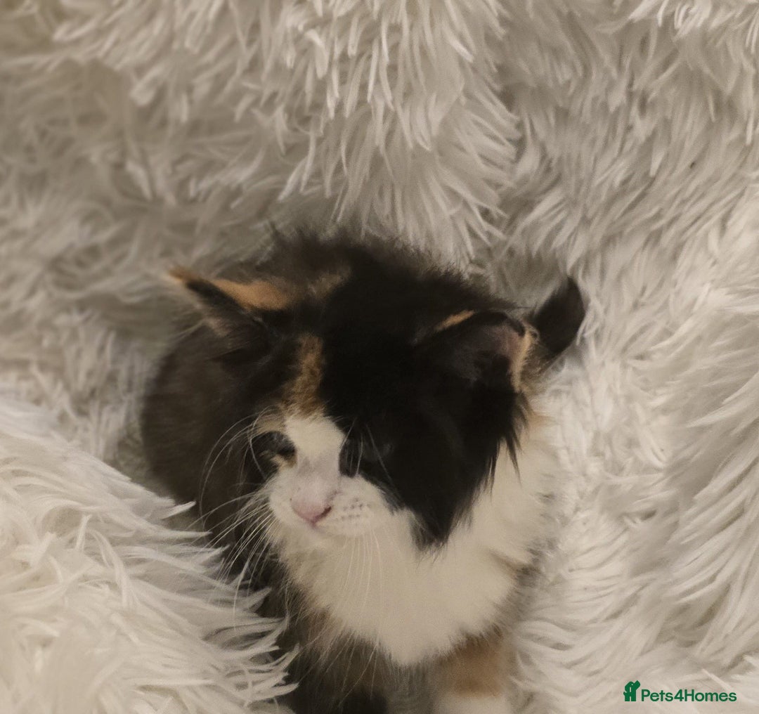 Maine Coon cats for sale: Lovely Maine coon babies  - Image 10