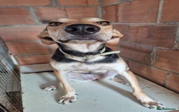 Mixed Breed dogs for adoption: Cahil , a sweet Cypriot girl  - Image 11