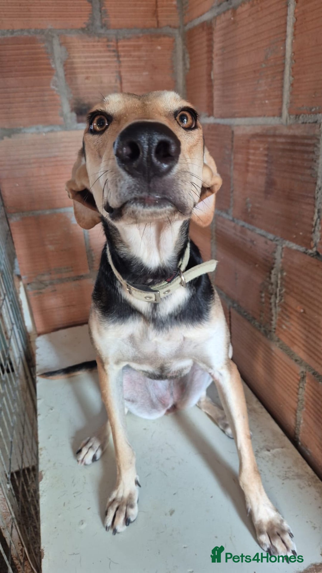 Mixed Breed dogs for adoption: Cahil , a sweet Cypriot girl  - Image 11