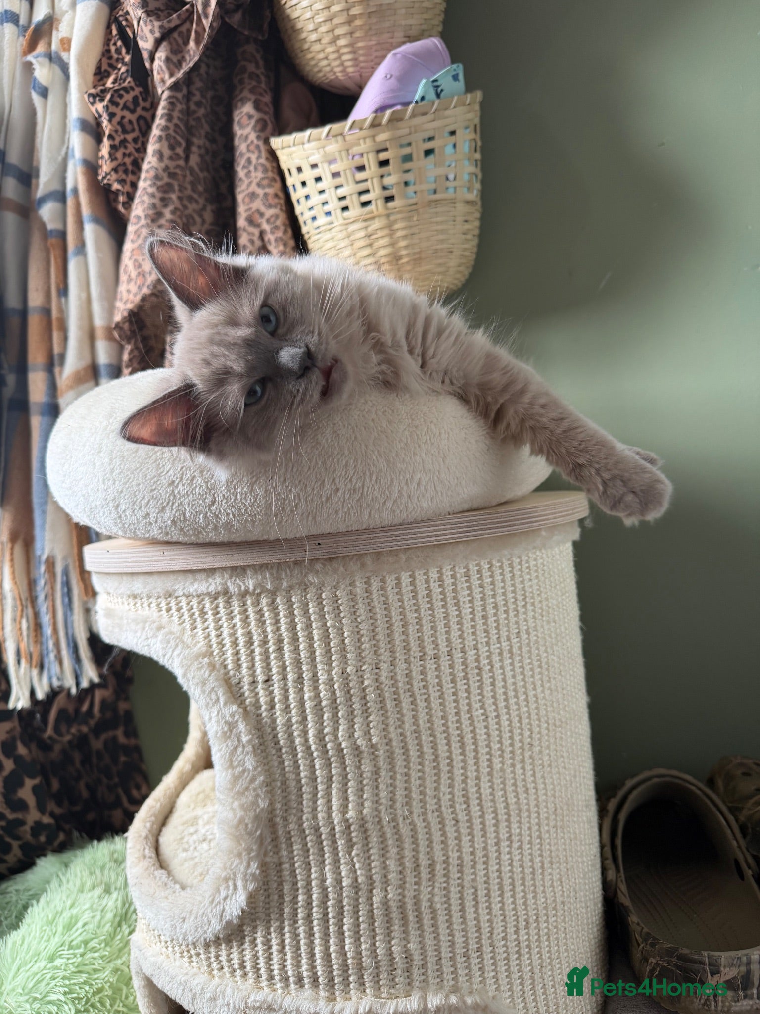 Ragdoll cats Tica Registered Mink Ragdolls - Advert 2