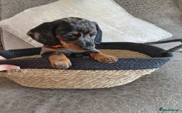 Miniature Dachshund dogs for sale: Ready now beautiful miniature dachshund pups - Image 9