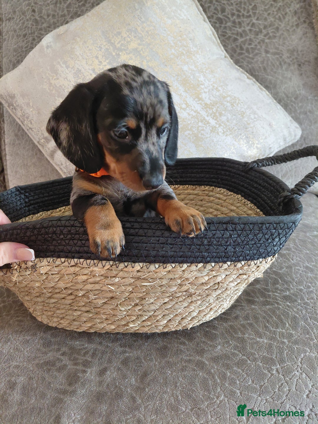 Miniature Dachshund dogs for sale: Ready now beautiful miniature dachshund pups - Image 9