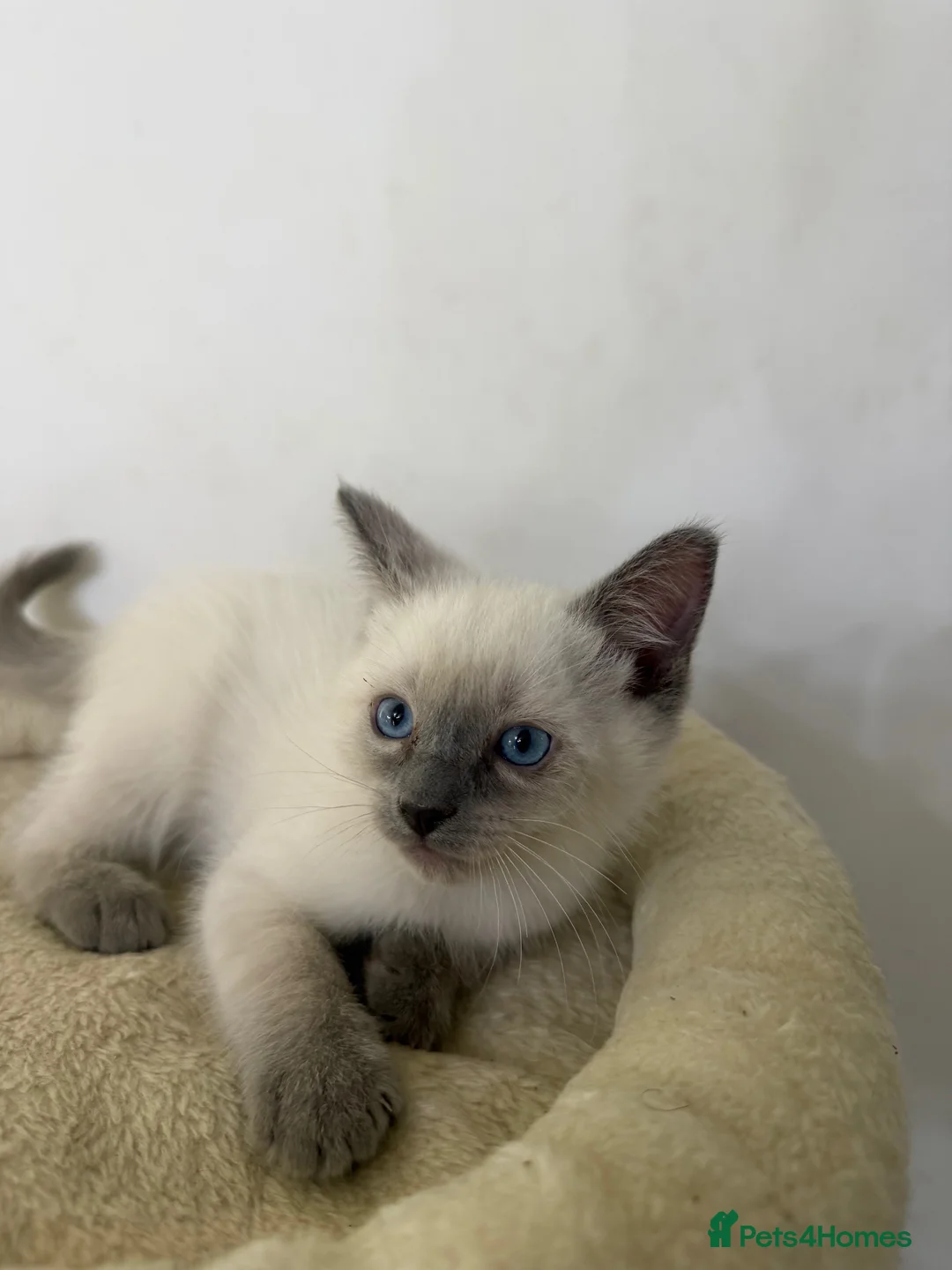 Ragdoll cats for sale: Adorable and friendly Ragdoll Kittens - Advert 4
