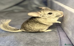 Chinchilla rodents for sale: Beautiful & Friendly Baby Chinchillas  - Image 3