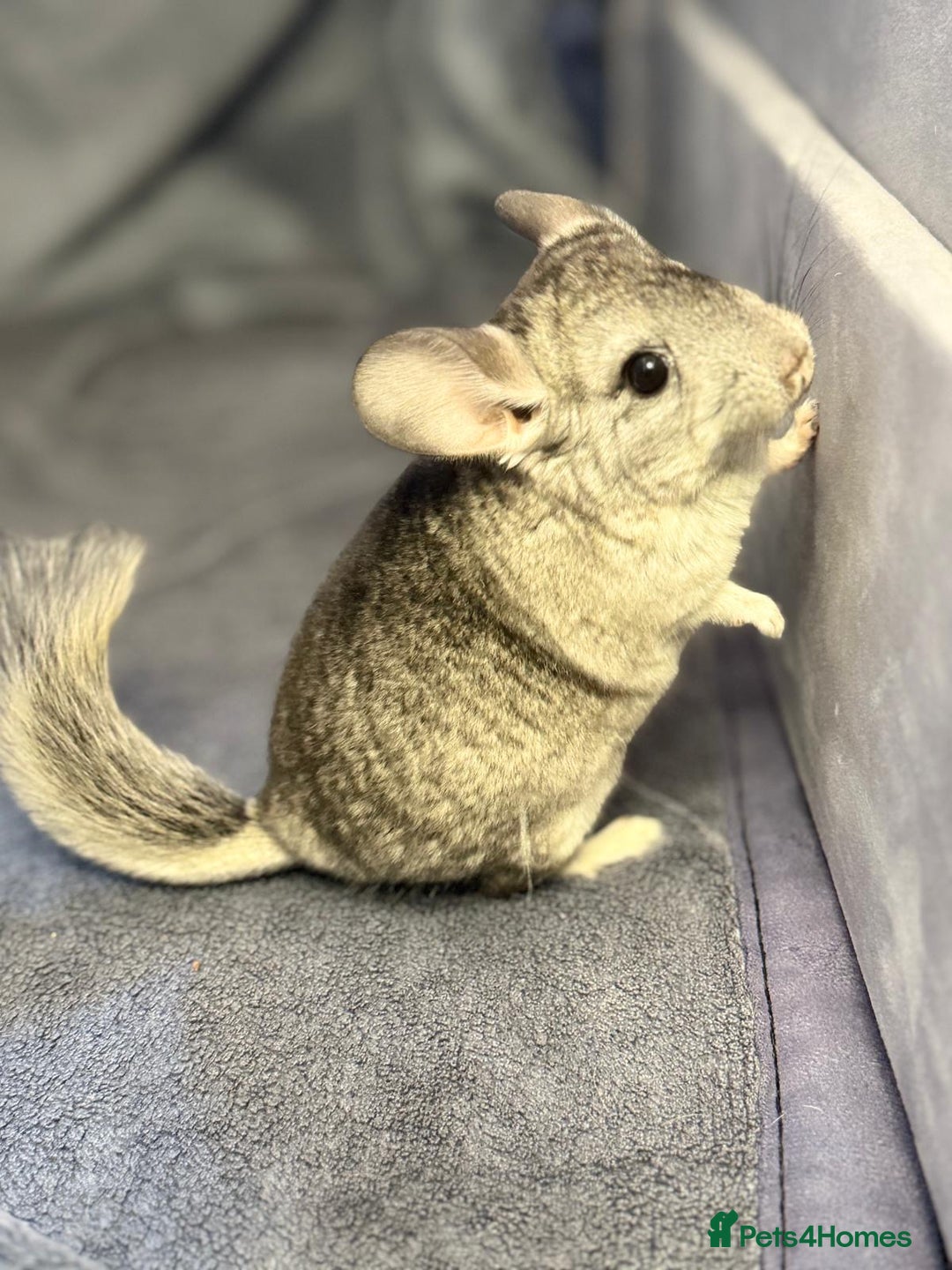 Chinchilla rodents for sale: Beautiful & Friendly Baby Chinchillas  - Image 3