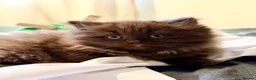 British Longhair cats for sale: Chocolate BLH boys TICA registration  - Advert 11