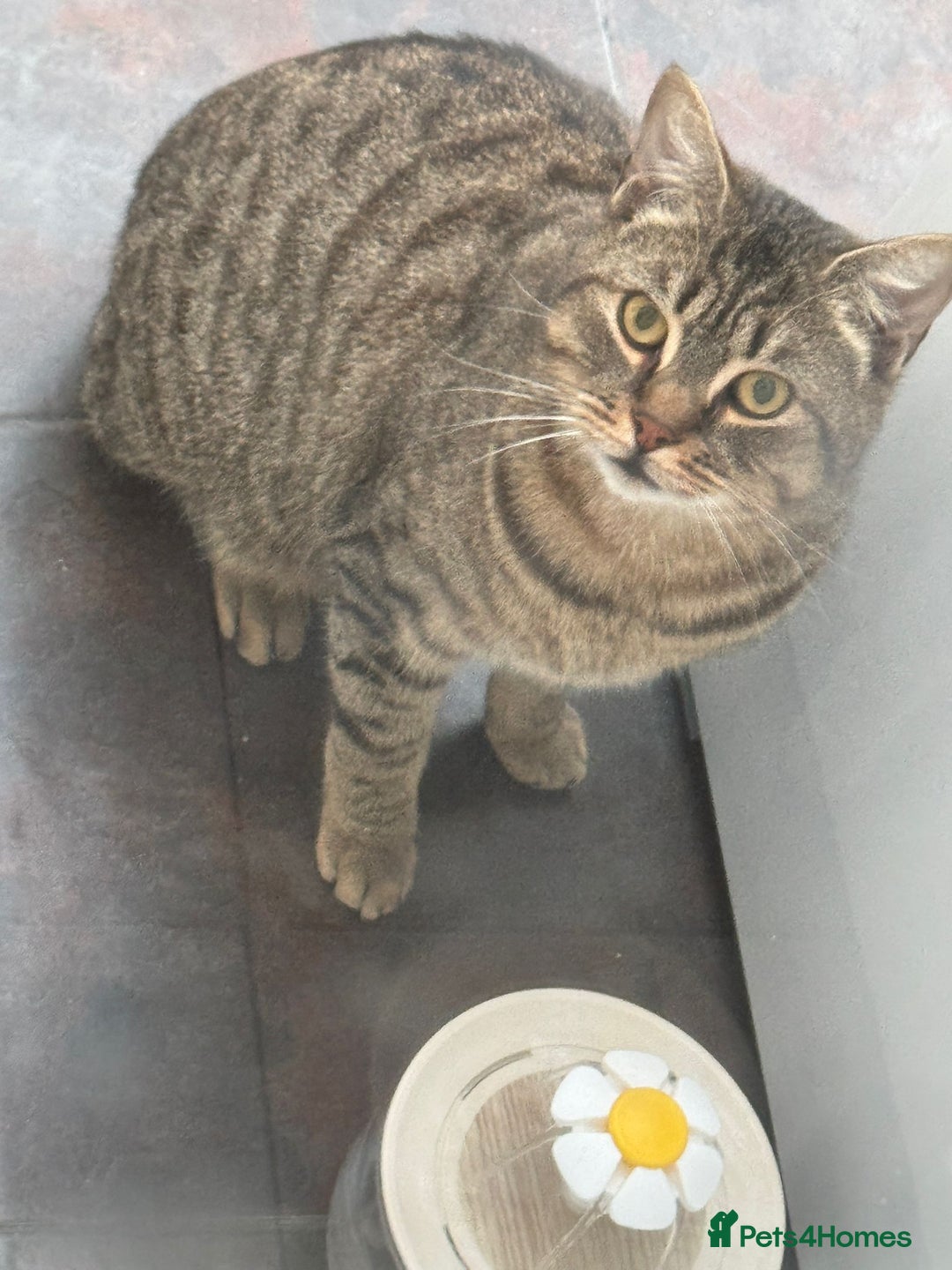 Mixed Breed cats for sale: Male cats - Image 4