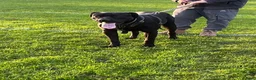 Cane Corso dogs for sale: X4 female cane corso  - Advert 10