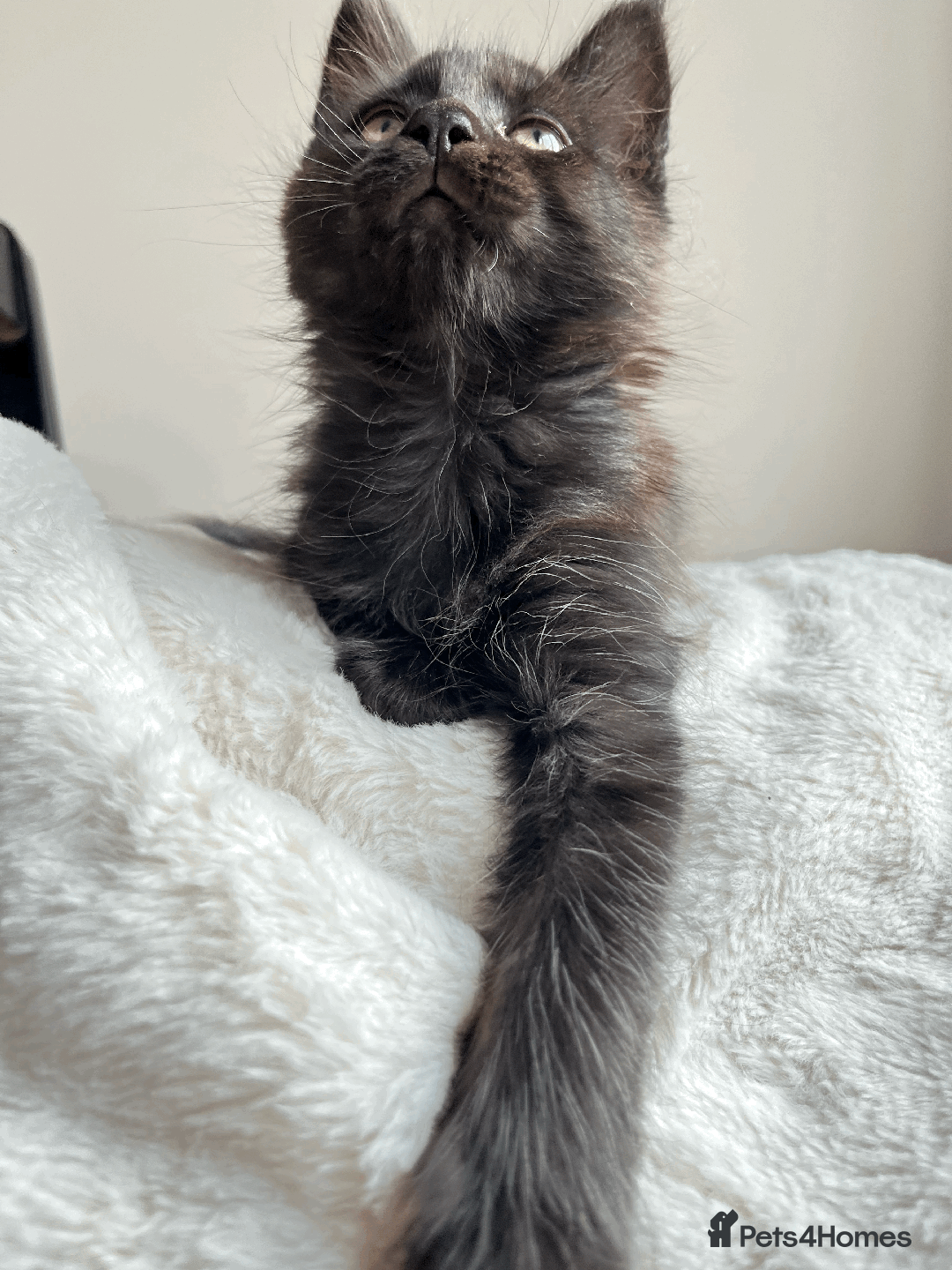 Maine Coon cats for sale: XXL CHAMPION RUSSIAN LINE.MAINE COON KITTENS - Advert 15