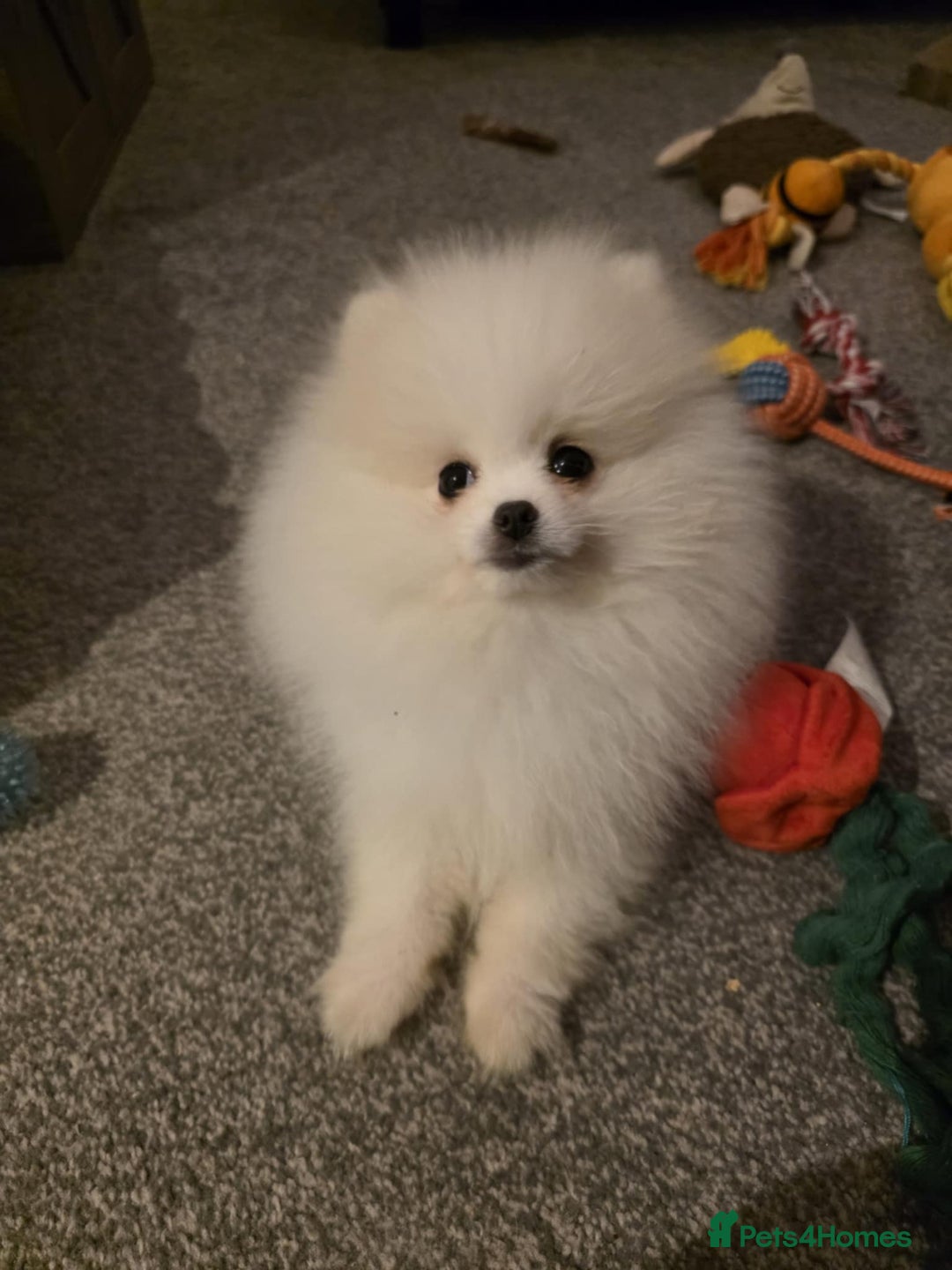 Pomeranian dogs for sale: White miniature Pomeranian puppy - Image 2