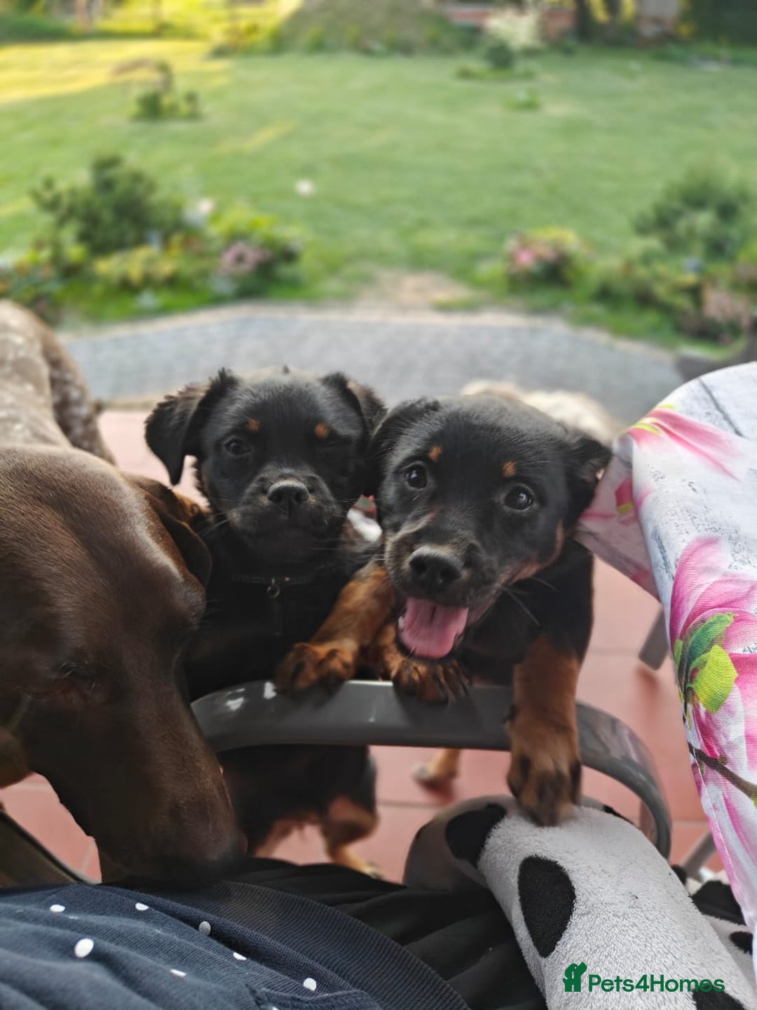 Mixed Breed dogs for adoption: 🐶💖 MATILDA 💖🐶 - Image 6