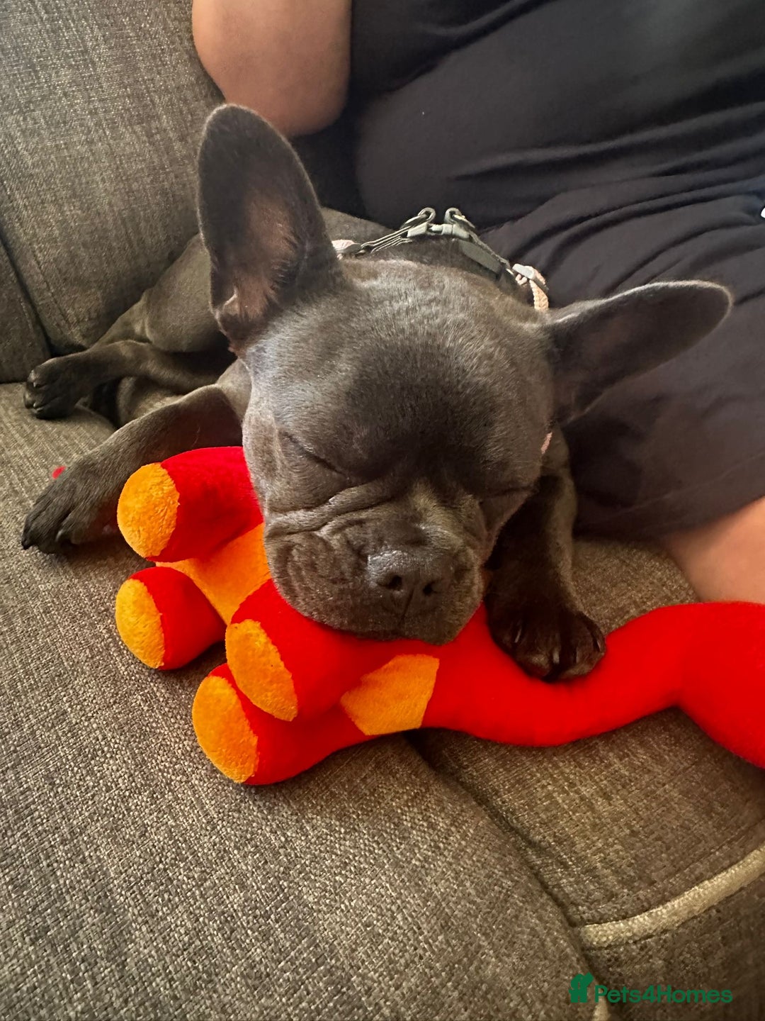 French Bulldog dogs for sale: Adorable French Bulldog Puppy – KC Registered  - Image 4