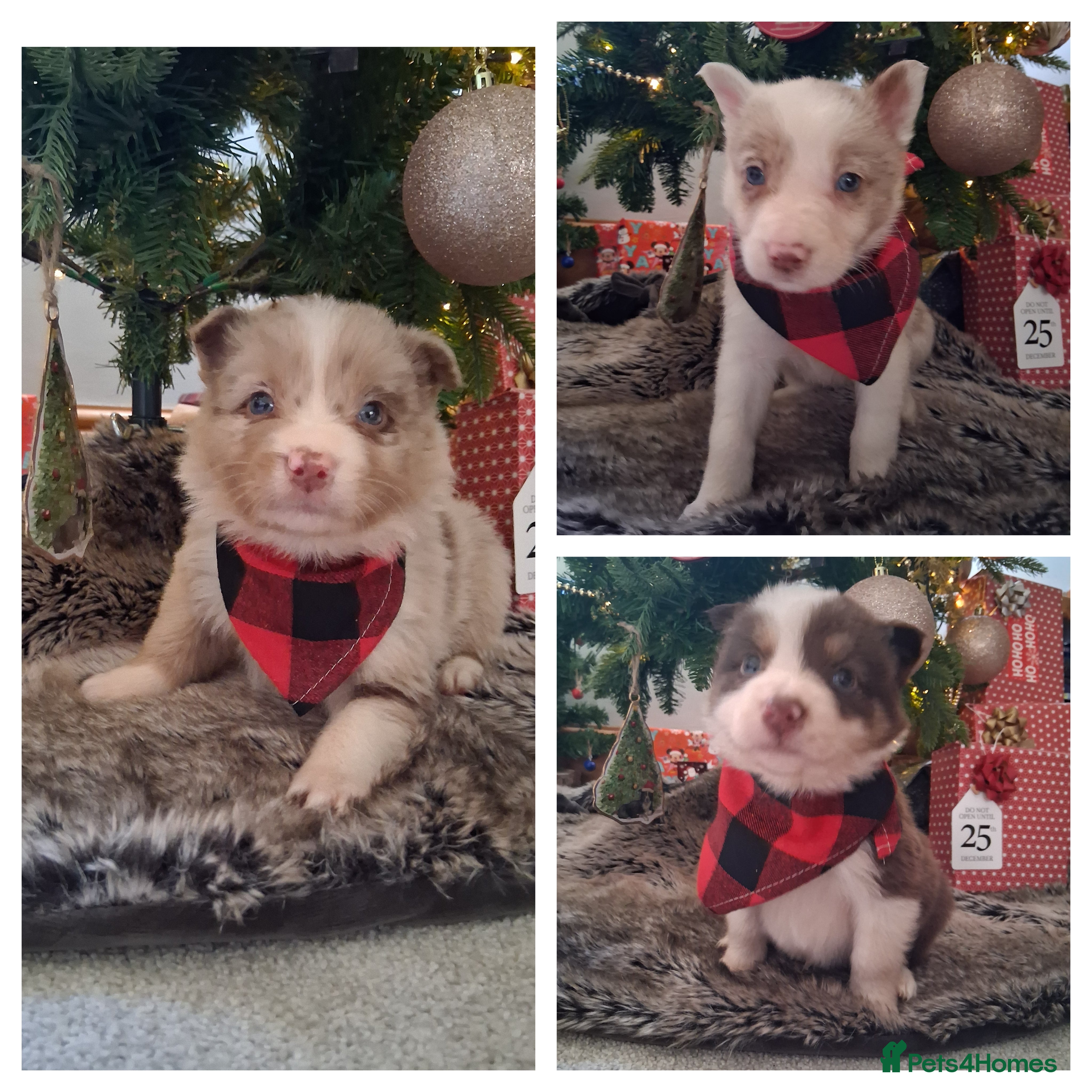 Border Collie dogs Red + Red Merle Border Collie Puppies DNA CLEAR - Advert 1