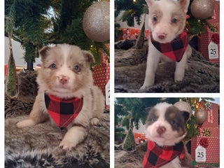 Border Collie dogs Red + Red Merle Border Collie Puppies DNA CLEAR - Advert 1