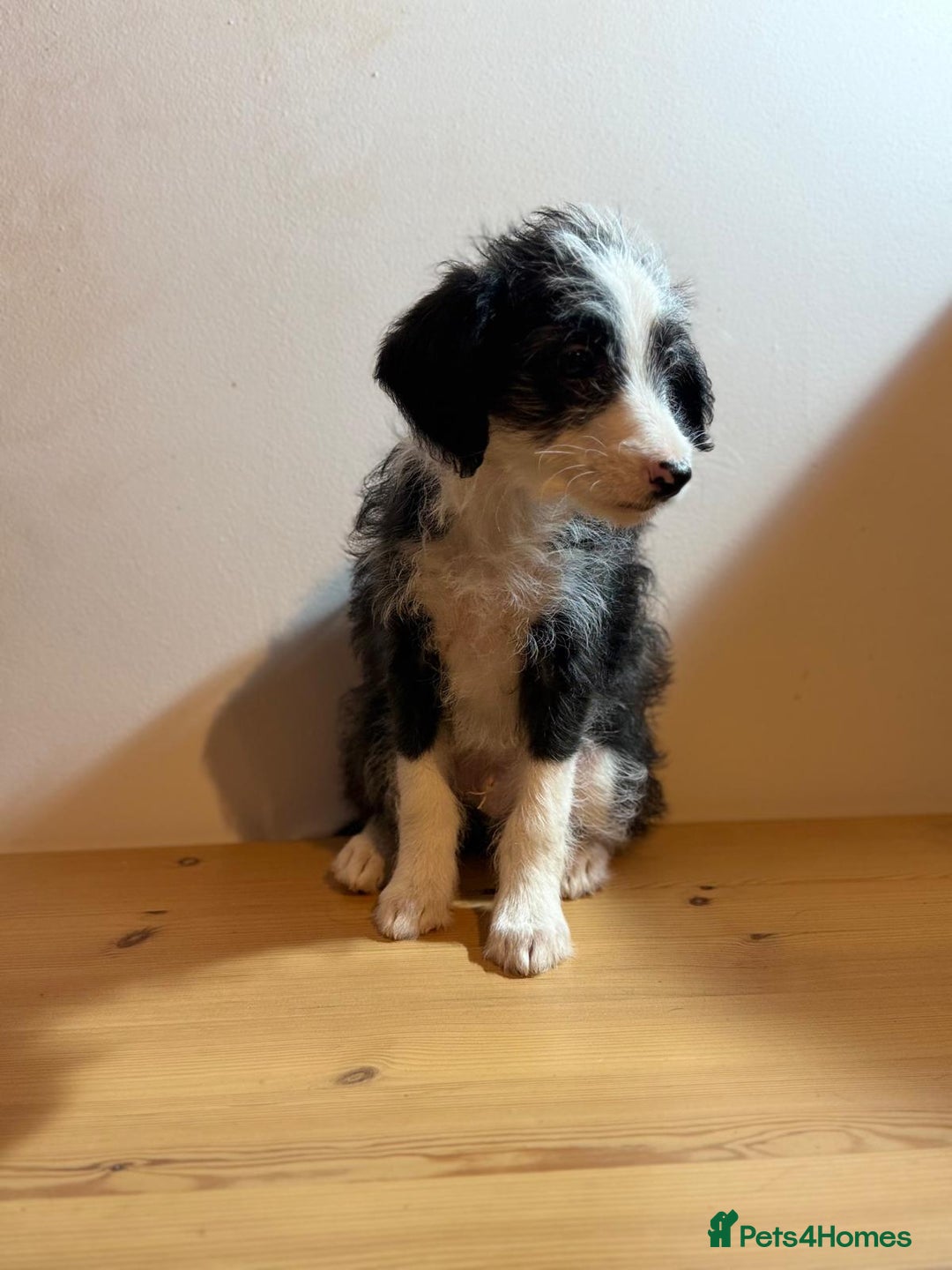 Mixed Breed dogs for sale: Stunning litter of Welsh Collie X Toy Poodle - Advert 10