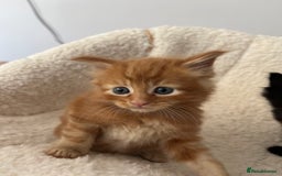 Domestic Shorthair cats for sale: kittens - Image 17