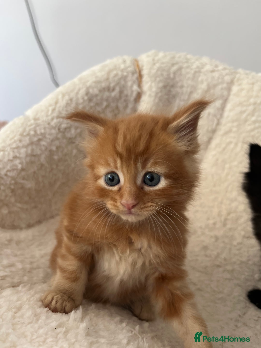 Domestic Shorthair cats for sale: kittens - Image 17
