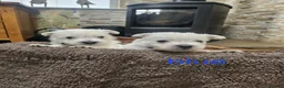 West Highland Terrier dogs for sale: WEST HIGHLAND TERRIERS  - Advert 3