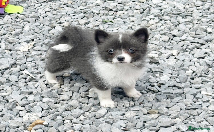 Pomsky dogs - Advert 3
