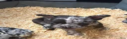 French Bulldog dogs for sale: French bull dog puppys - Advert 12