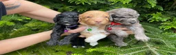 Cockapoo dogs for sale: 1 Gorgeous Cockapoo Girl Left - Advert 8